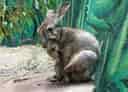 キュウシュウノウサギ 3
